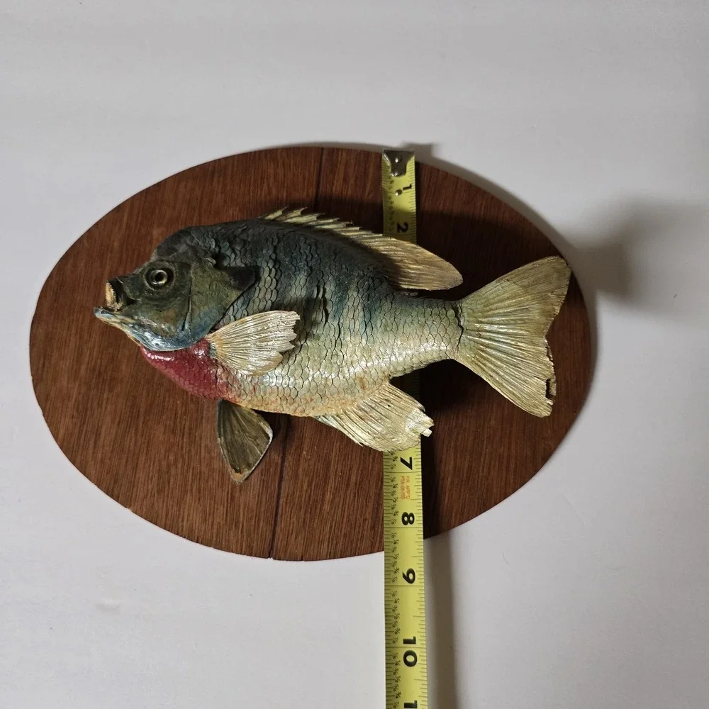 Big Vtg bluegill  skin mount taxidermy fish home office cabin wildlife art decor